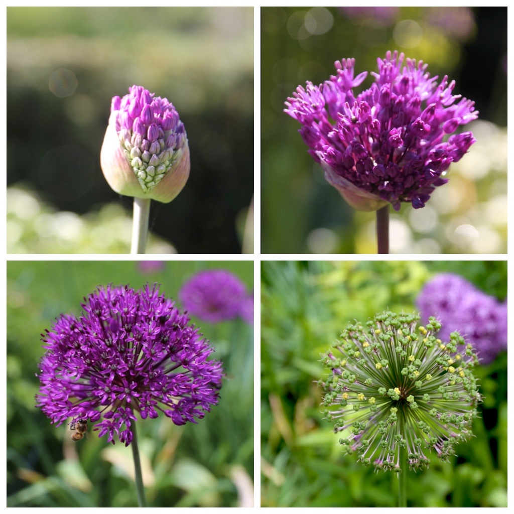 Plant Ornamental Allium Bulbs Now for Flowers Next Spring Longfield