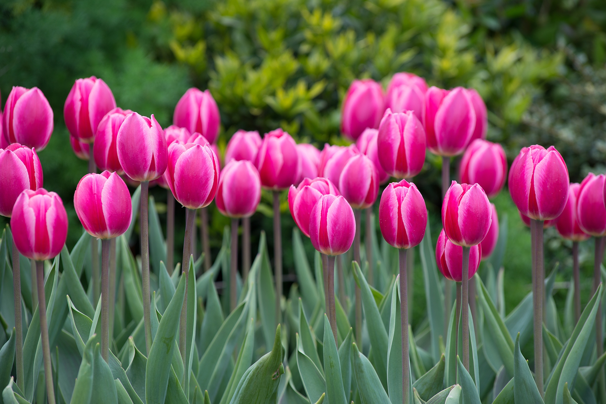 pink_hybrid_tulips