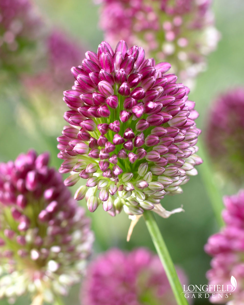 allium sphaerocephalon drumstick