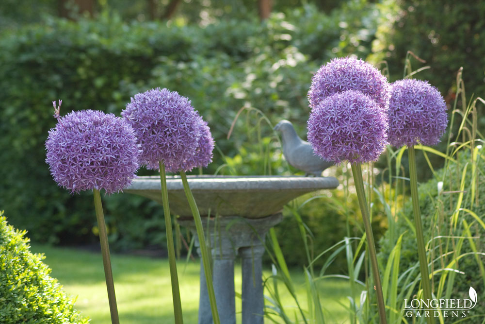 Allium Globemaster