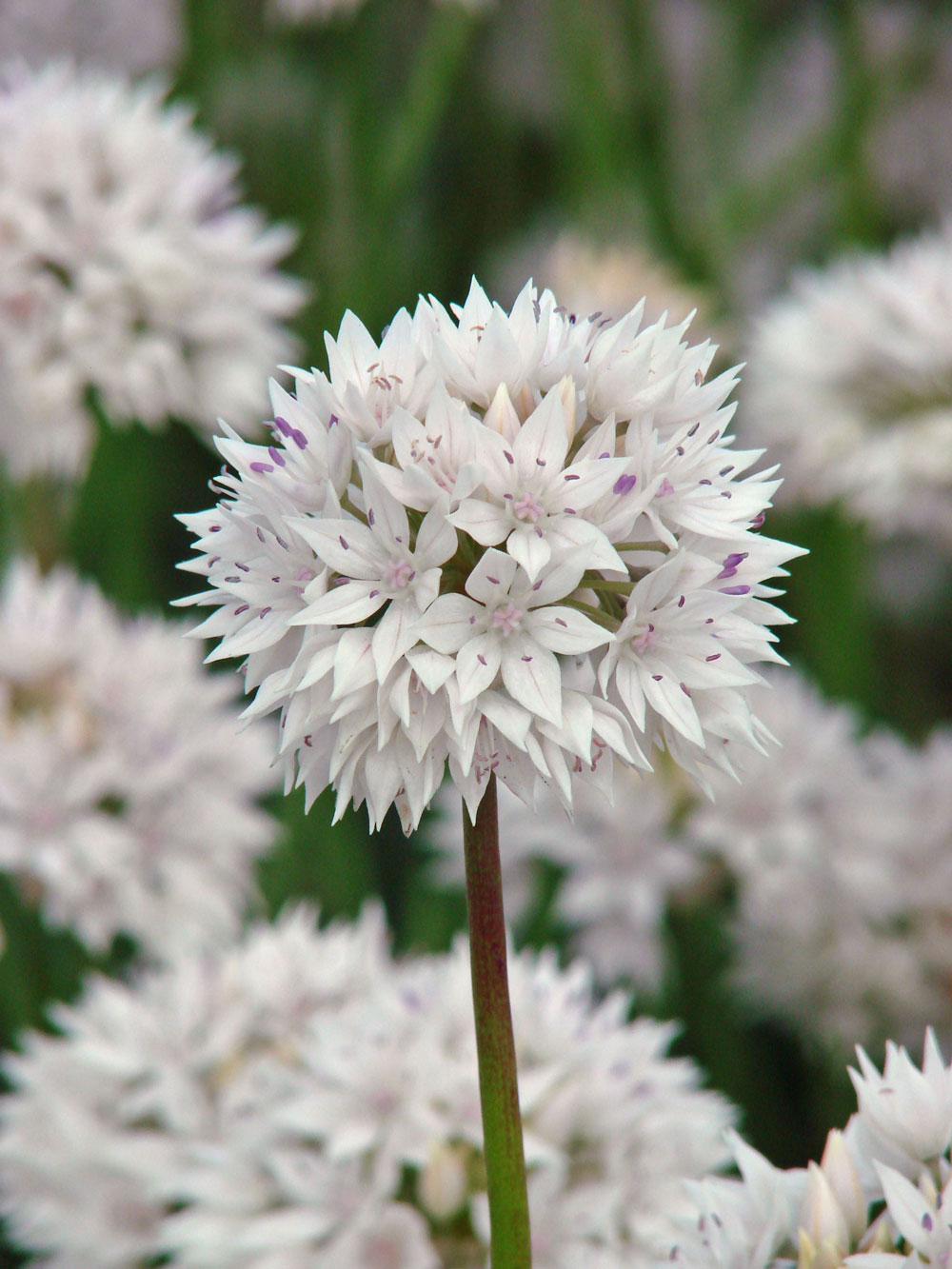 Allium_Graceful