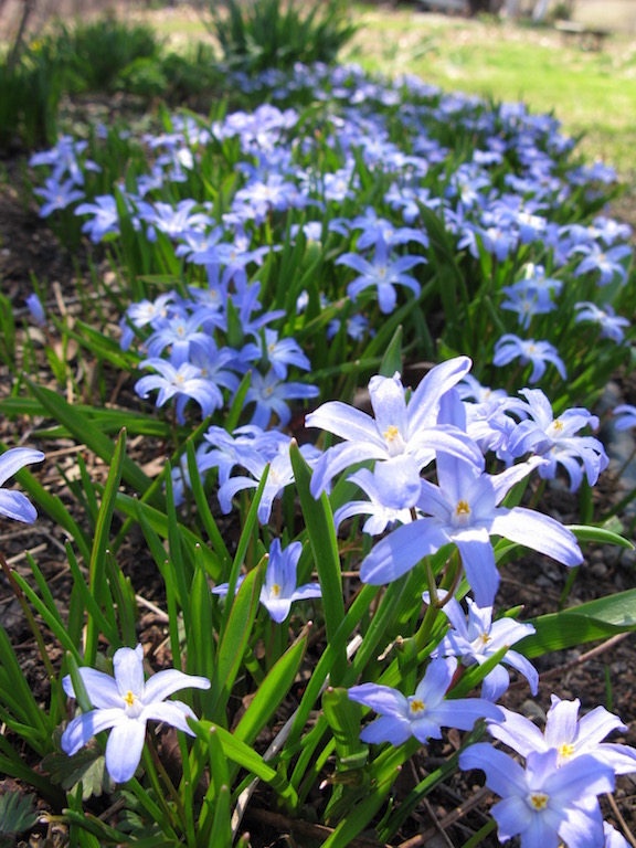 Chionodoxa forbesii