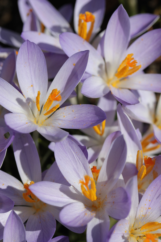 Species Crocus Firefly