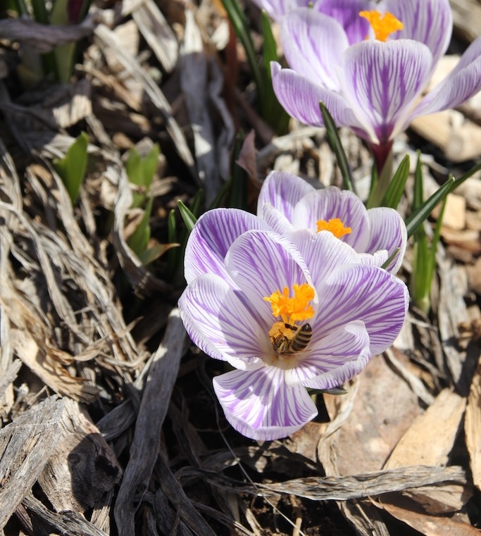 Pickwick crocus with honeybee