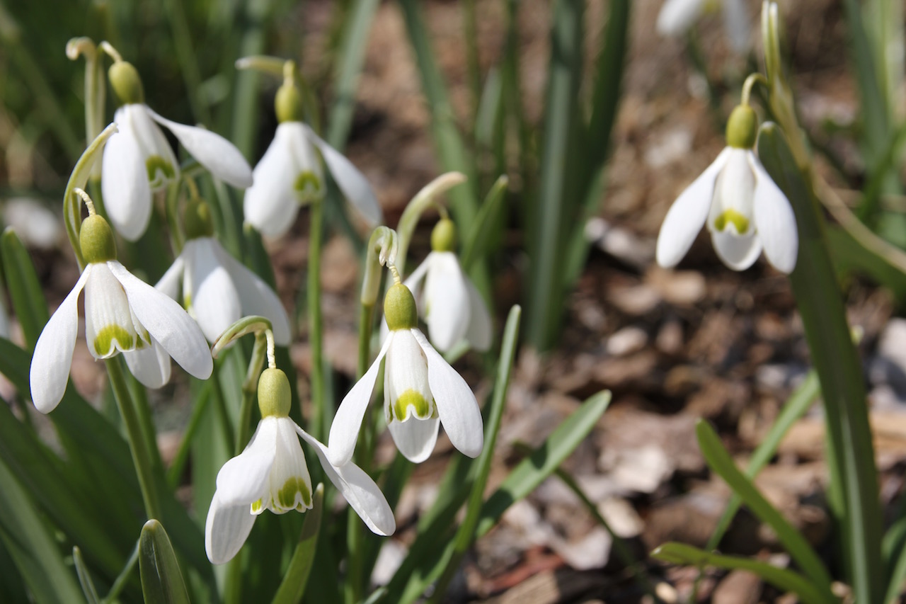 snowdrops galanthus