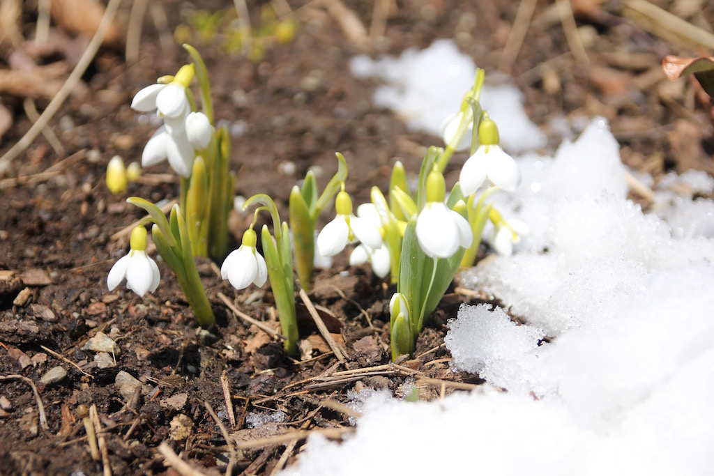 snowdrops in snow