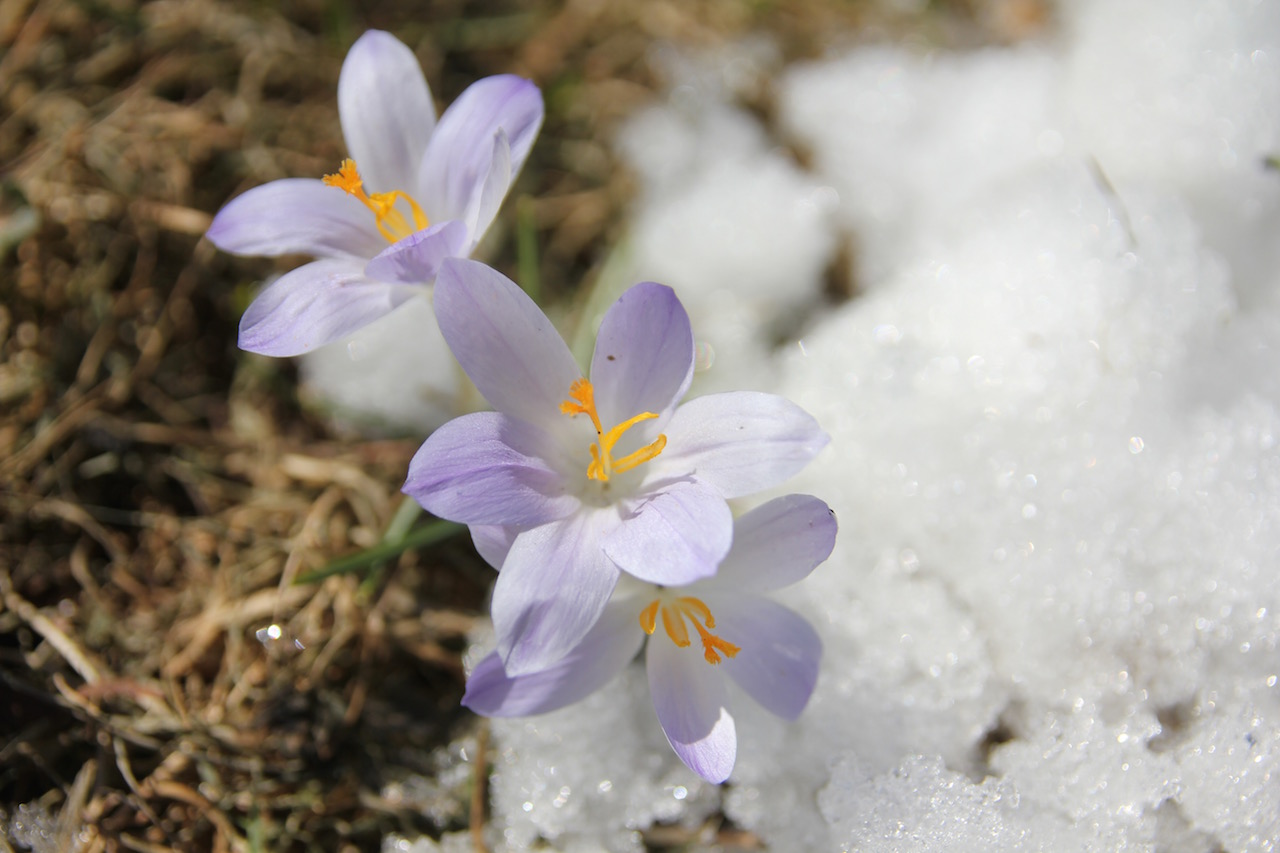 species crocus in snow