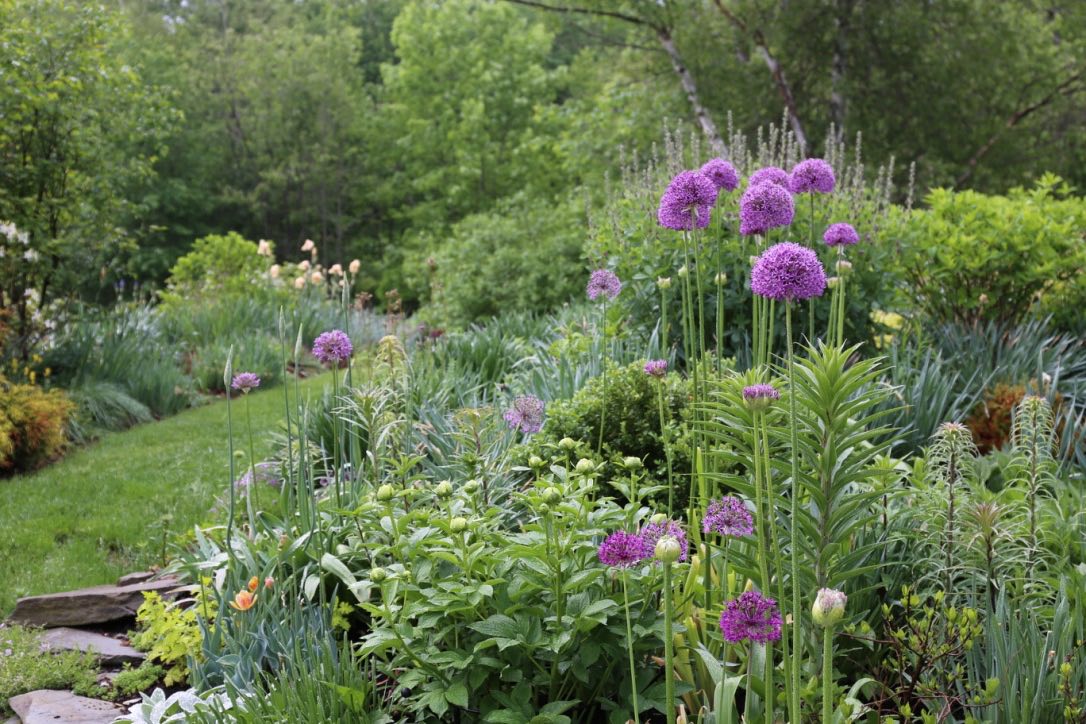 ornamental alliums