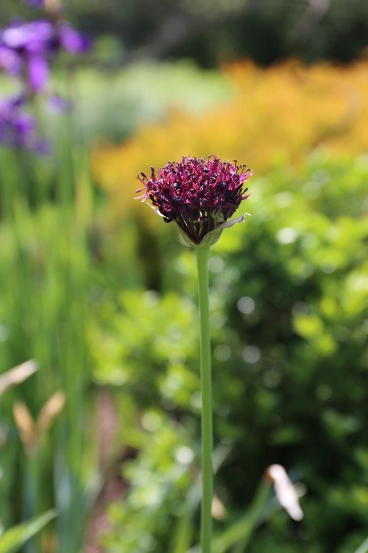 allium atropurpureum