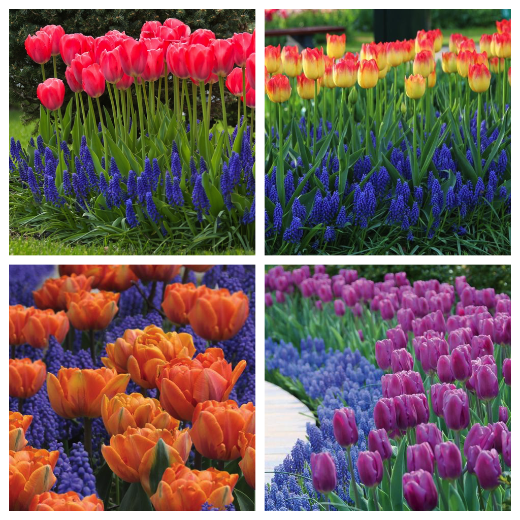 tulip_muscari