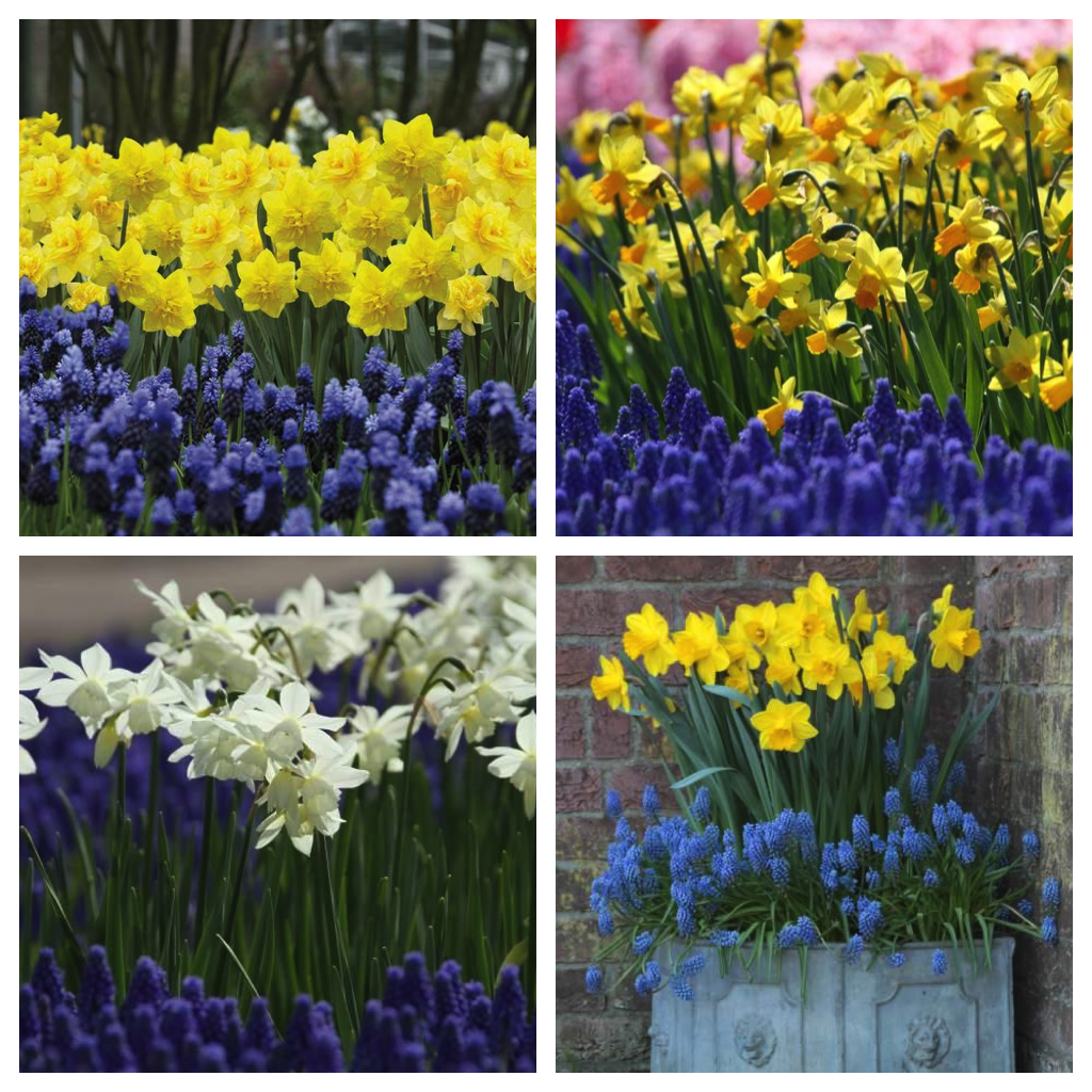 daffodil_muscari