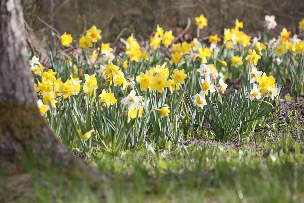 Naturalized daffodils