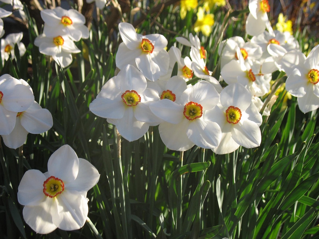 Naturalized Poeticus Daffodils