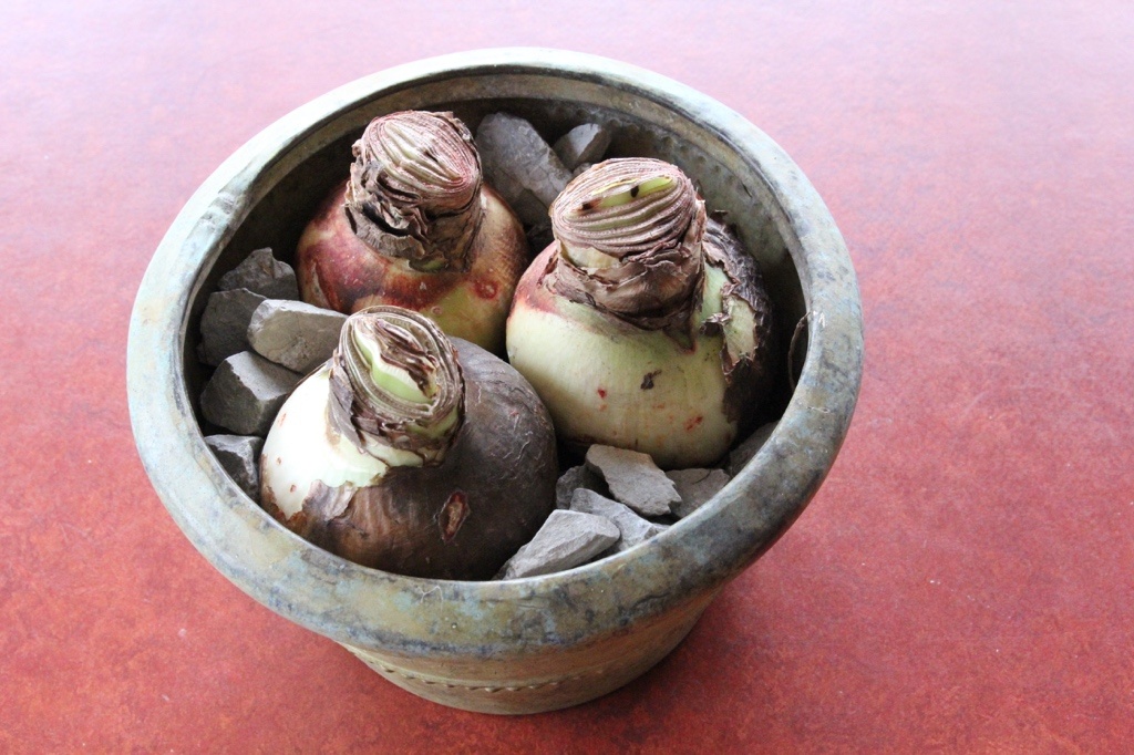 three amaryllis bulbs in a copper pot