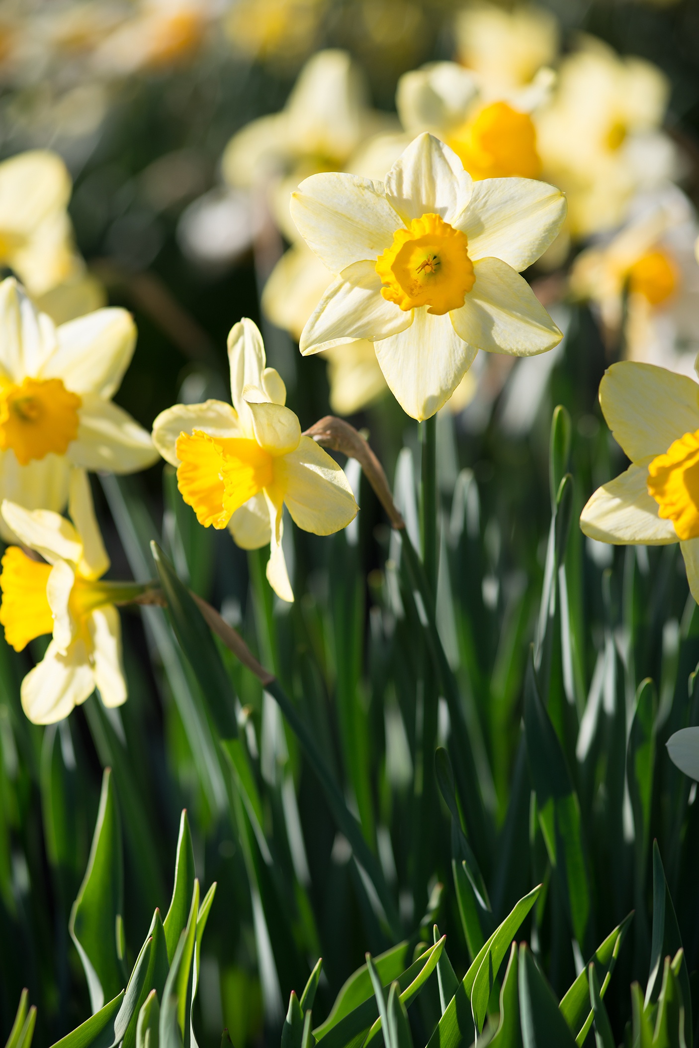 naturalized daffodils