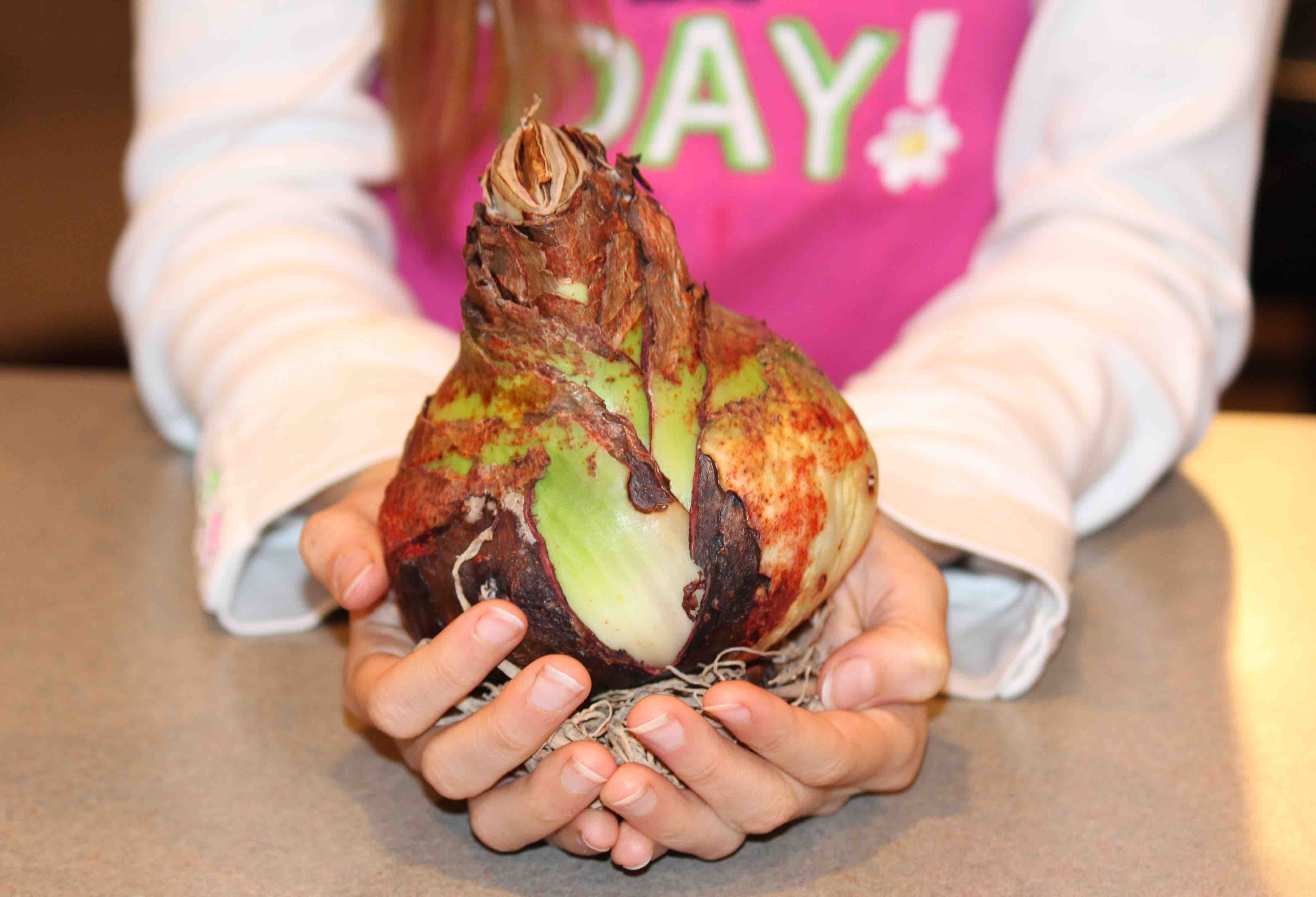 child_with_amaryllis_in_hand