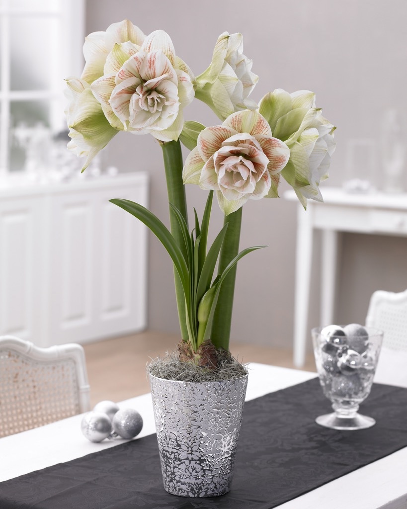 Nymph amaryllis in silver pot