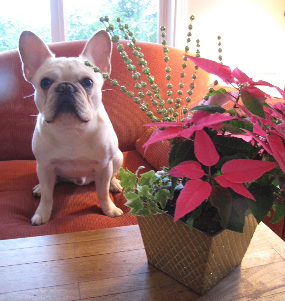 French bulldog with amaryllis garden