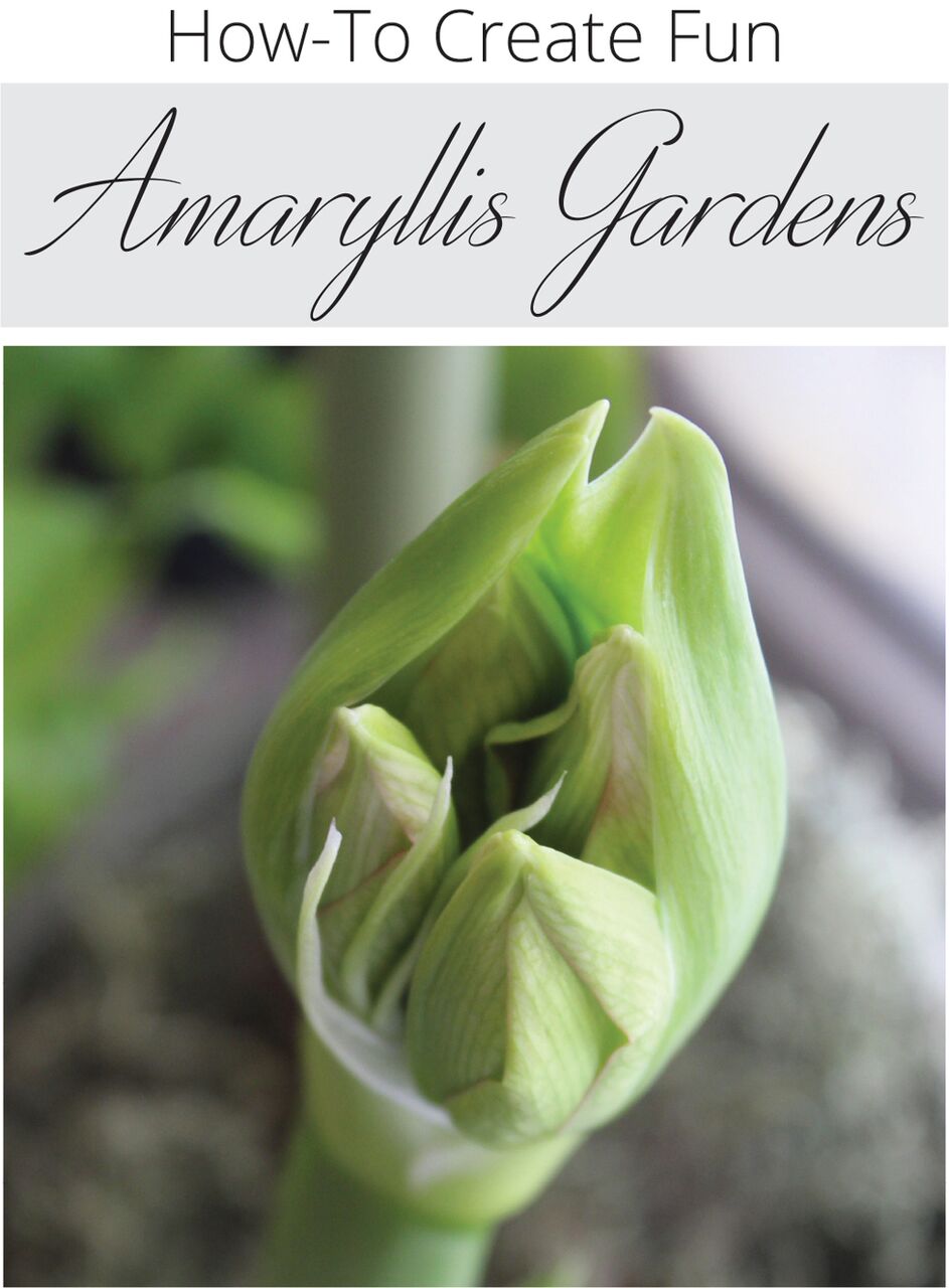 amaryllis bud