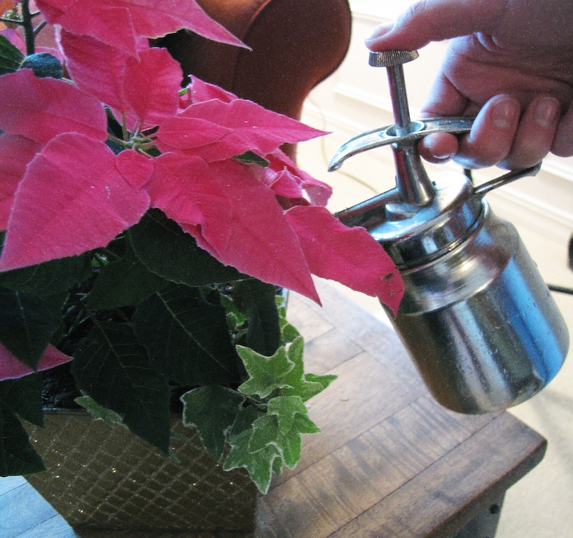 watering amaryllis garden