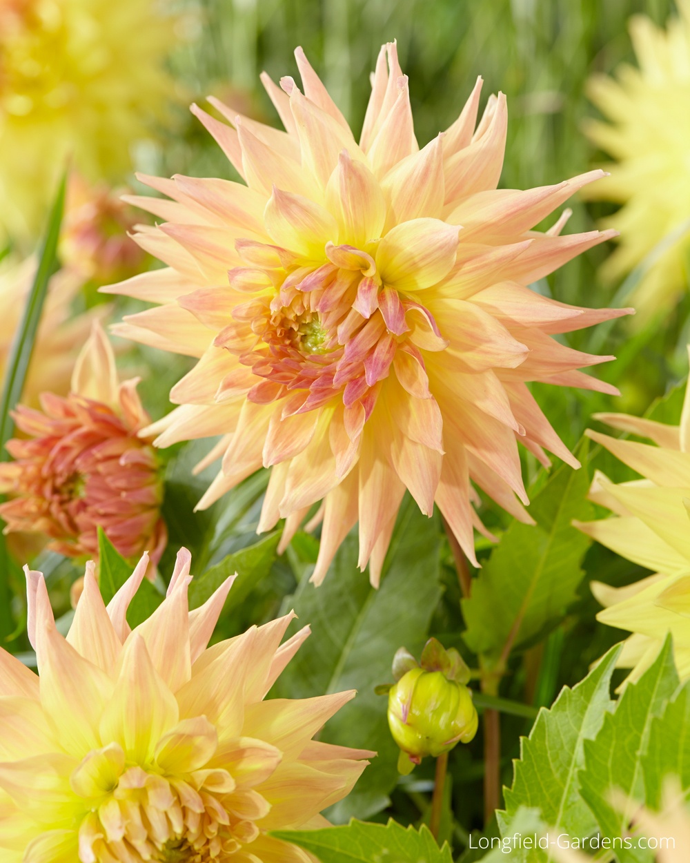 Dahlia-Penhill-Autumn.jpg