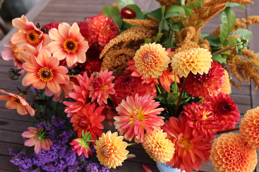 mixed dahlia varieties for cut flowers