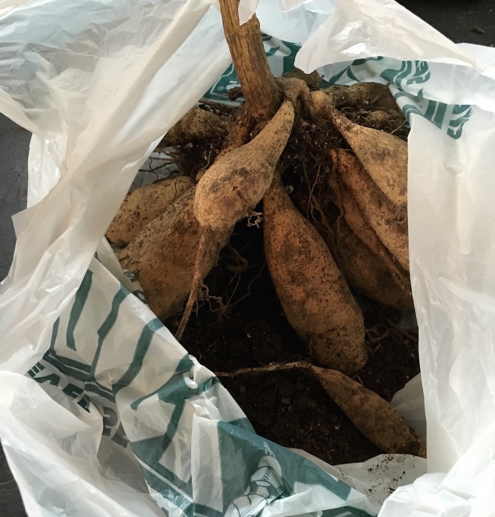 clump of dahlia tubers stored in plastic bag