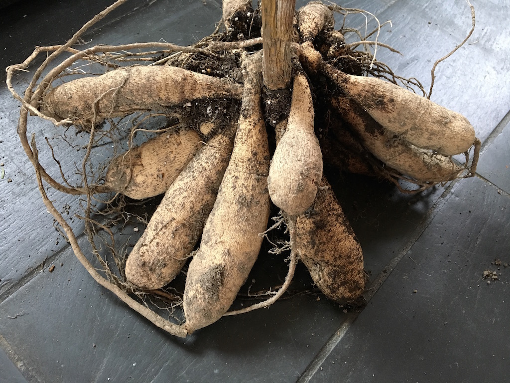 Overwintering Dahlias Time To Check The Tubers Longfield Gardens