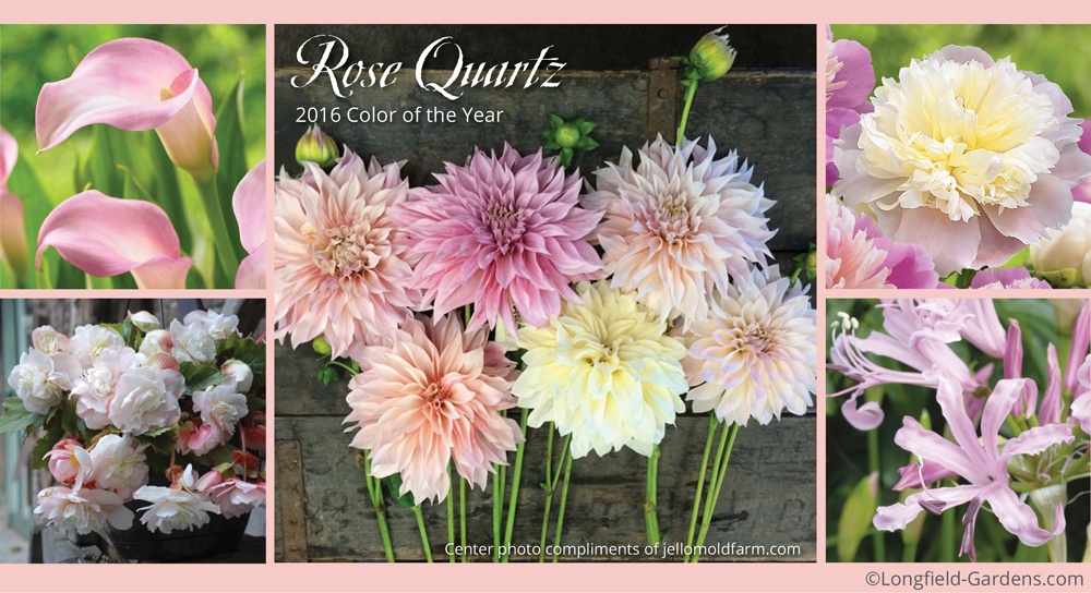 RoseQuartz Color of the Year 2016.jpg