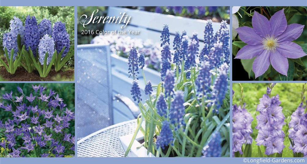 Serenity color of the year 2016.jpg
