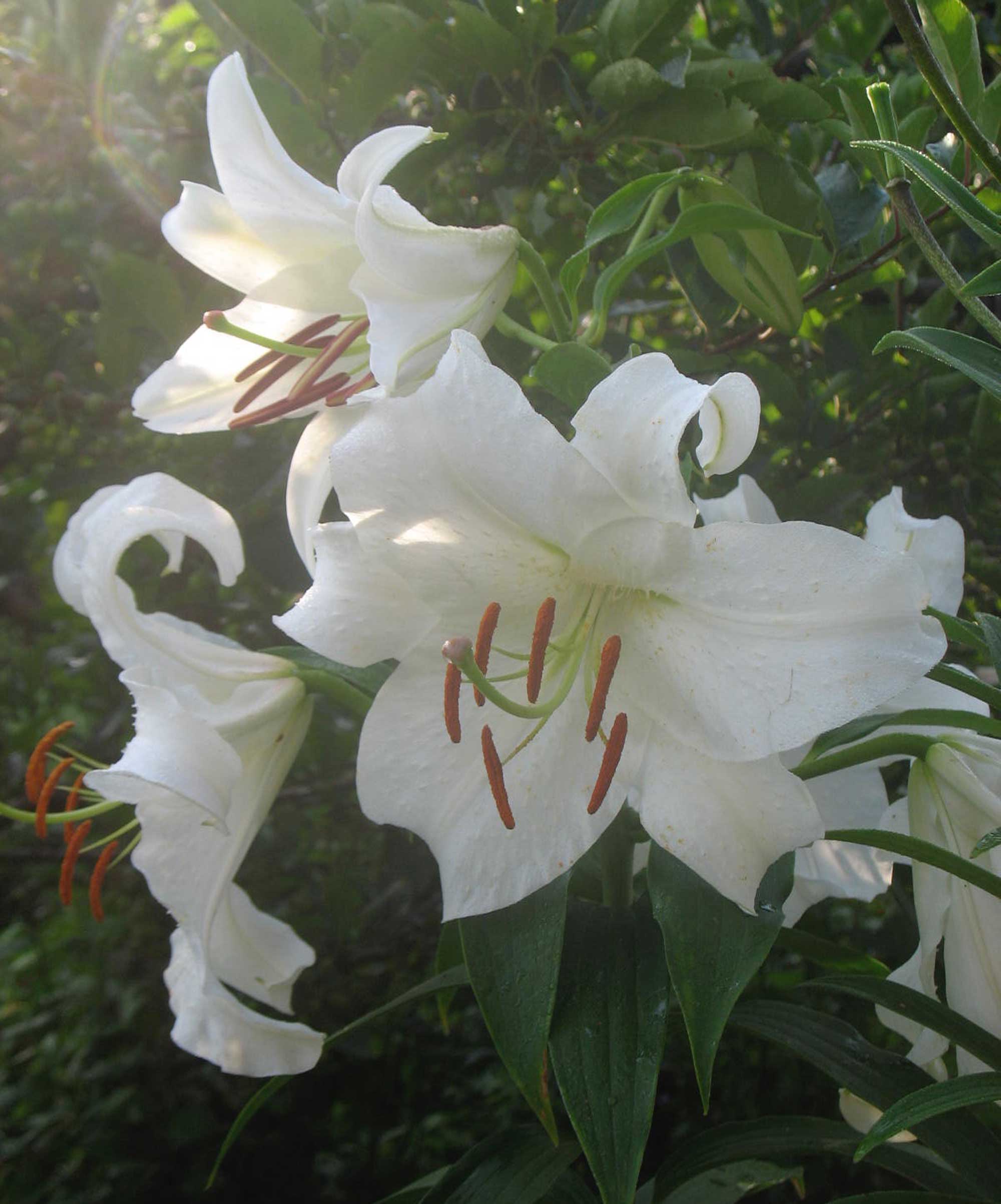 Casablanca-Oriental-Lily.jpg