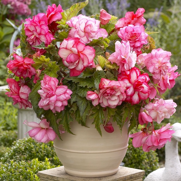 Planting begonia bulbs information