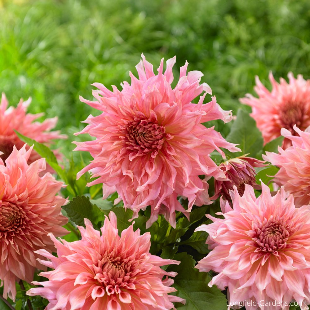 Dahlia-Penhill-Watermelon.jpg