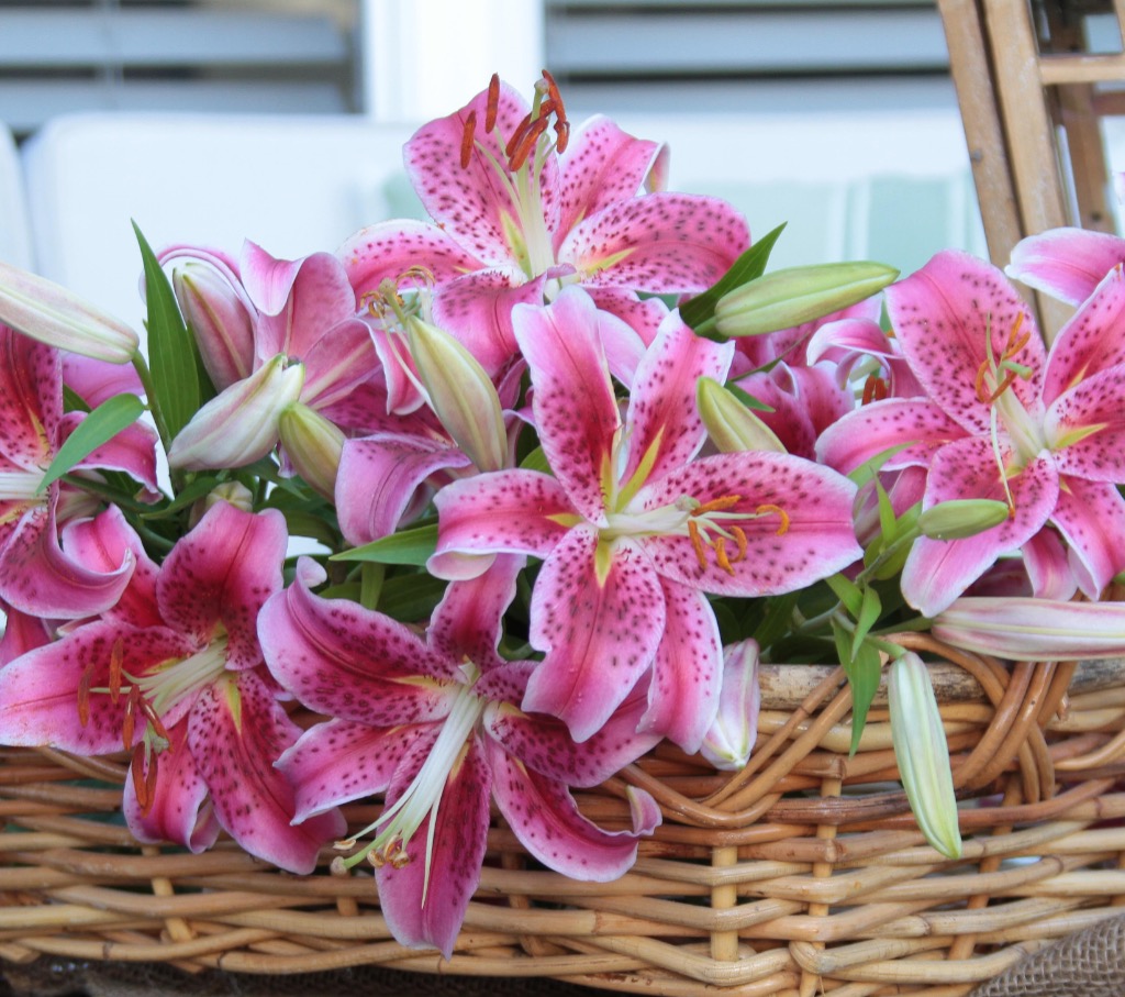 Pink Oriental Lilies in a Basket