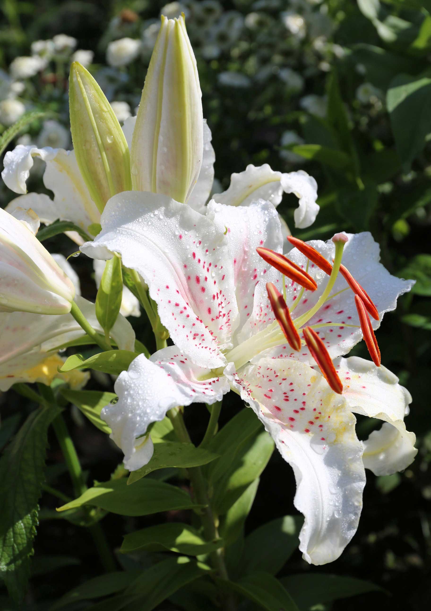 Oriental-Lily-Muscadet.jpg