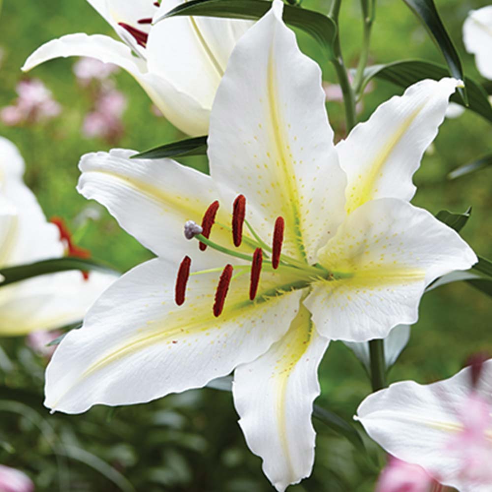 Oriental_Lily_Bafferari.jpg