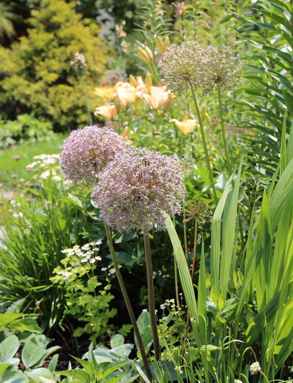 allium-seedheads.jpg