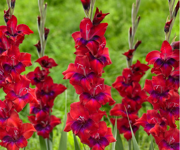 gladiolus_tricolore.jpg