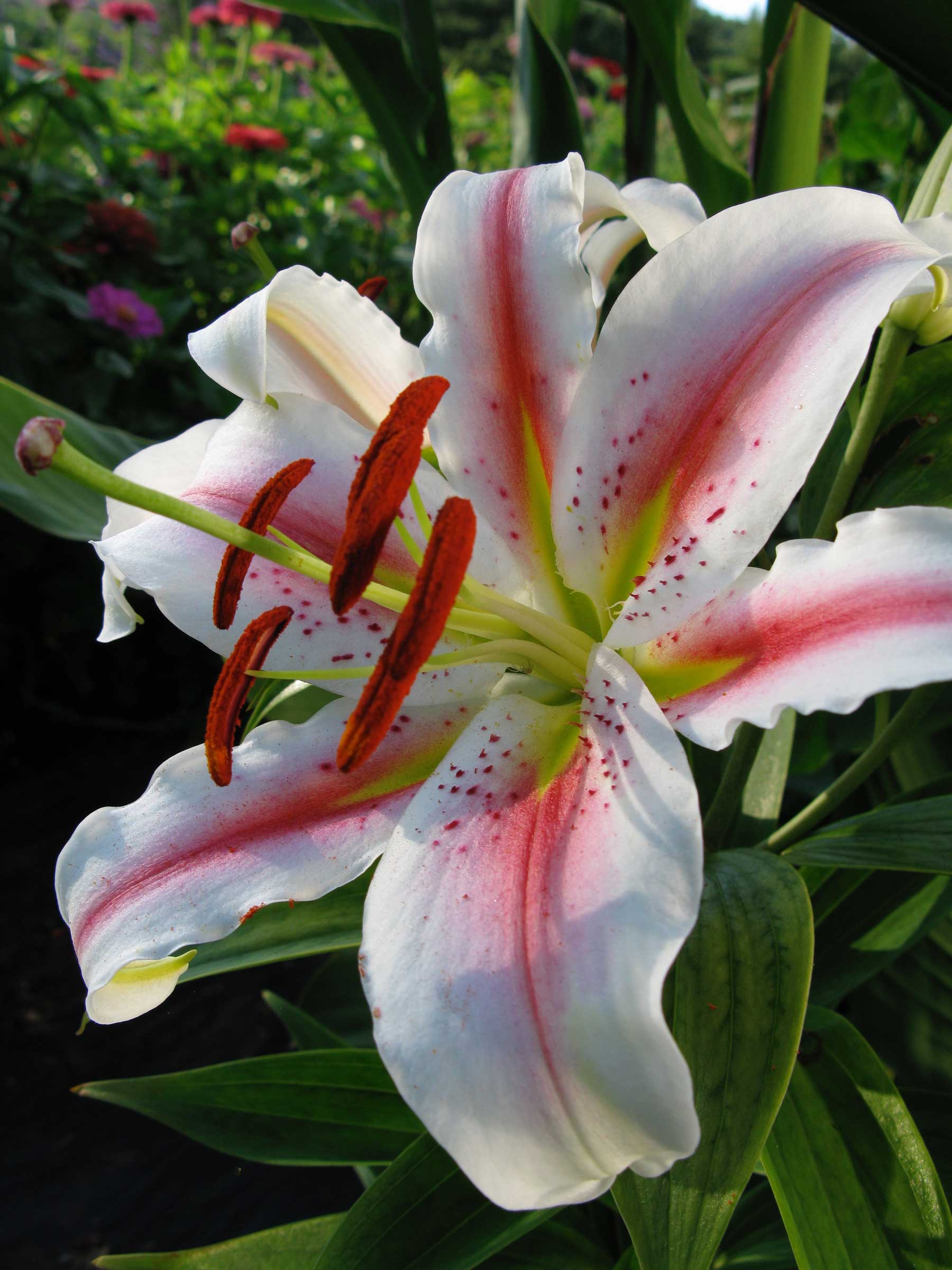 pink-and-white-oriental-lily.jpg
