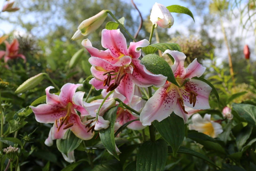 Lily Asiatic Pink (Lilium), Asiatic Lily Bulbs