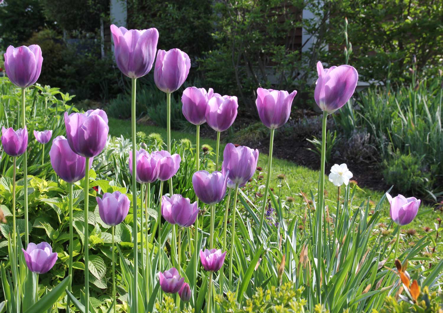 violet-beauty-tulip.jpg