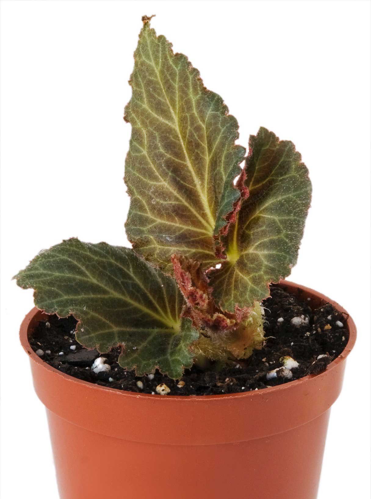 young-tuberous-begonia-plant.jpg