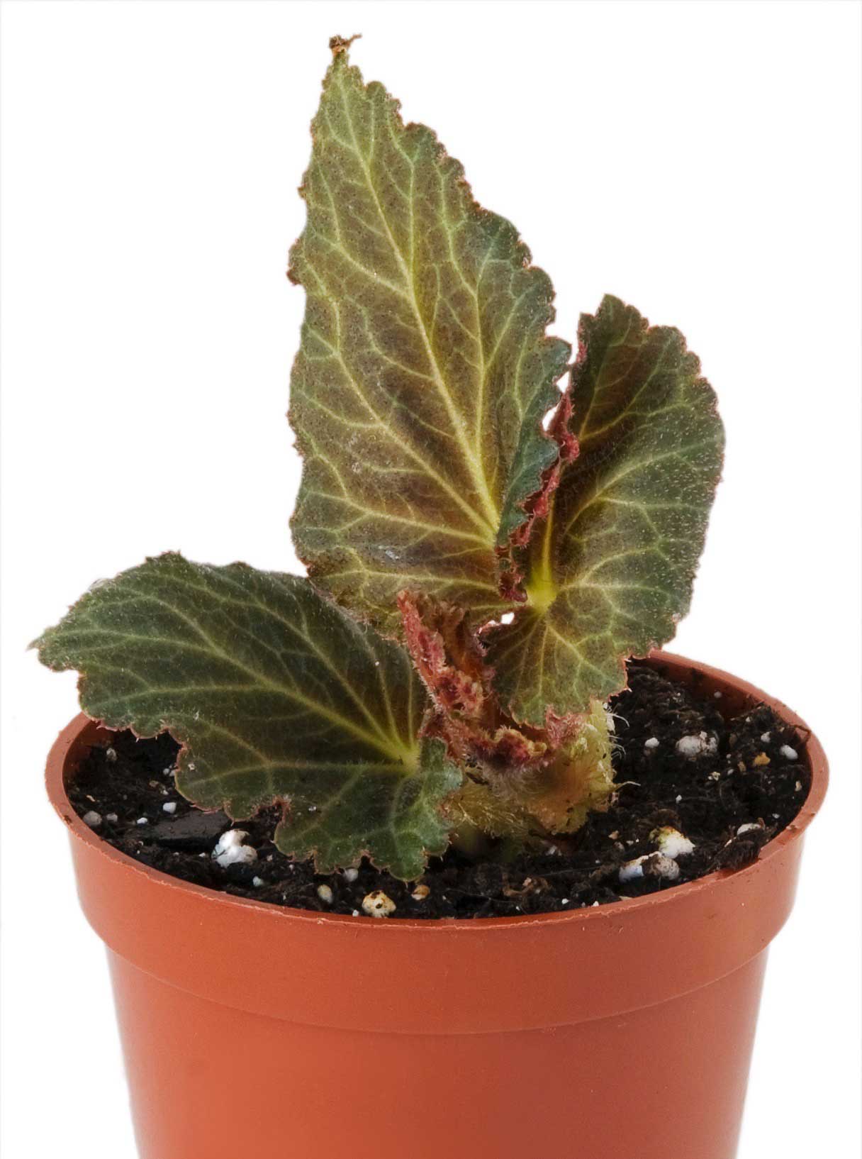 Tuberous Begonia