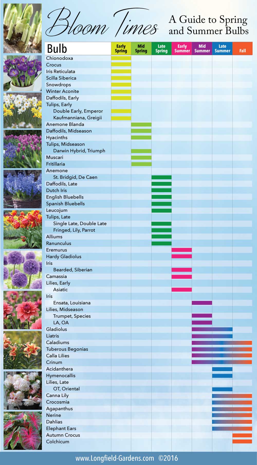 Bloom Time Chart for Spring and Summer Bulbs Longfield Gardens