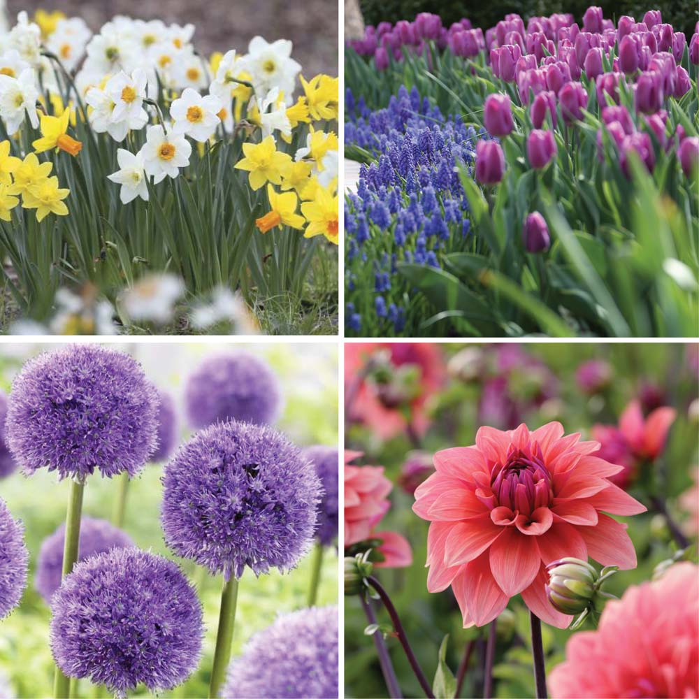 Bloom Time Chart for Spring and Summer Bulbs Longfield Gardens