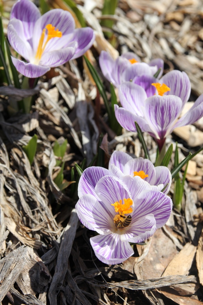 pickwick crocus