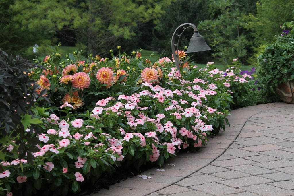 Border dahlia Pablo with pink impatiens