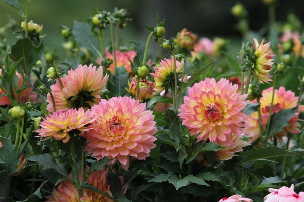 Border dahlia Pablo