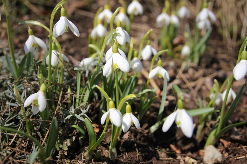 snowdrops in bloom