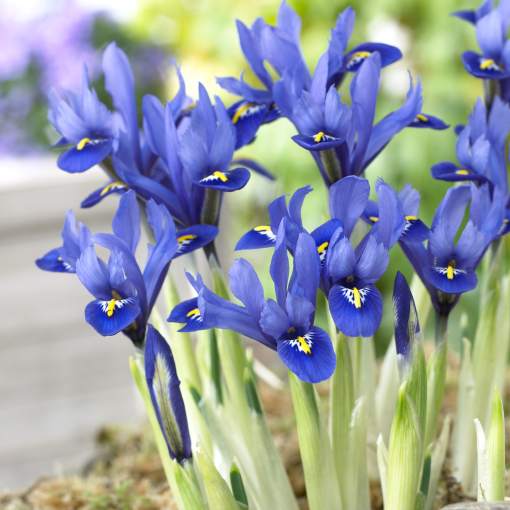 Iris_reticulata_Harmony.jpg